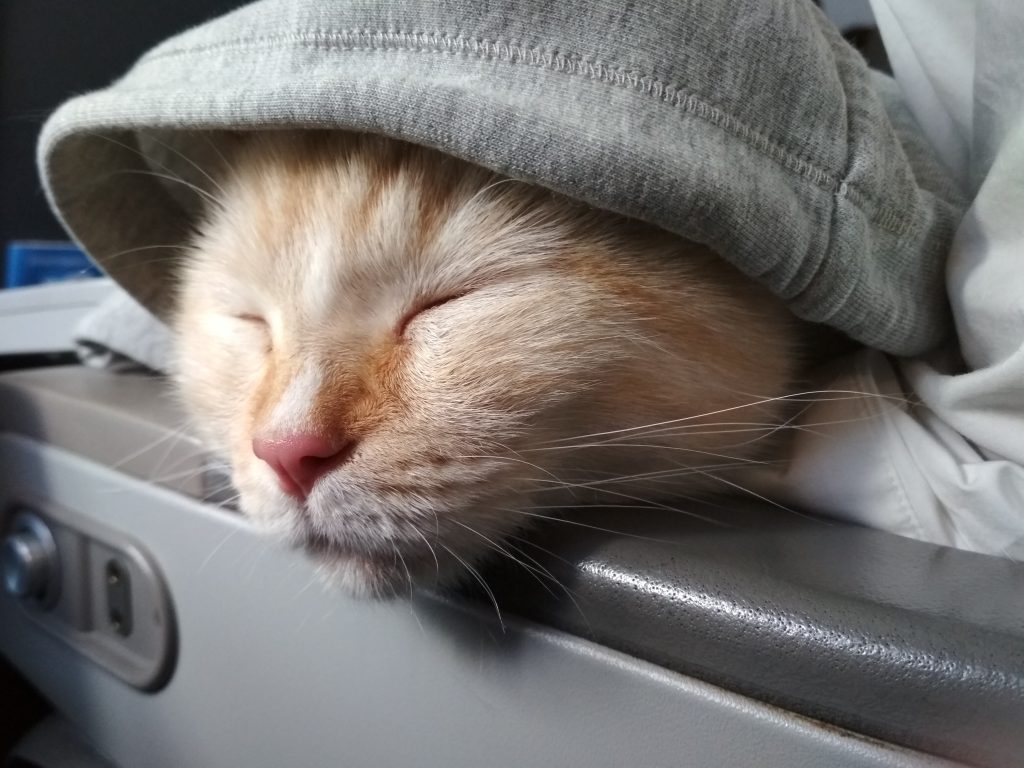 Cat on Business Class Flight