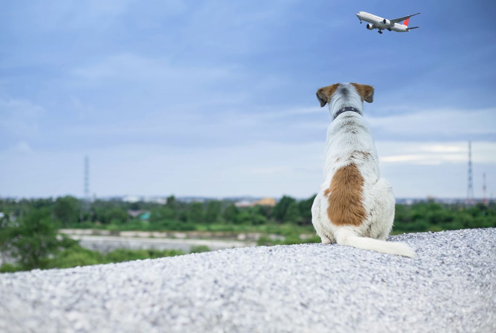 Dog Watching Plane